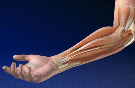 Golfer's and Baseball Elbow