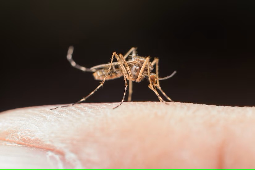 Kenali Gejala Malaria dan Ketahui Bahayanya