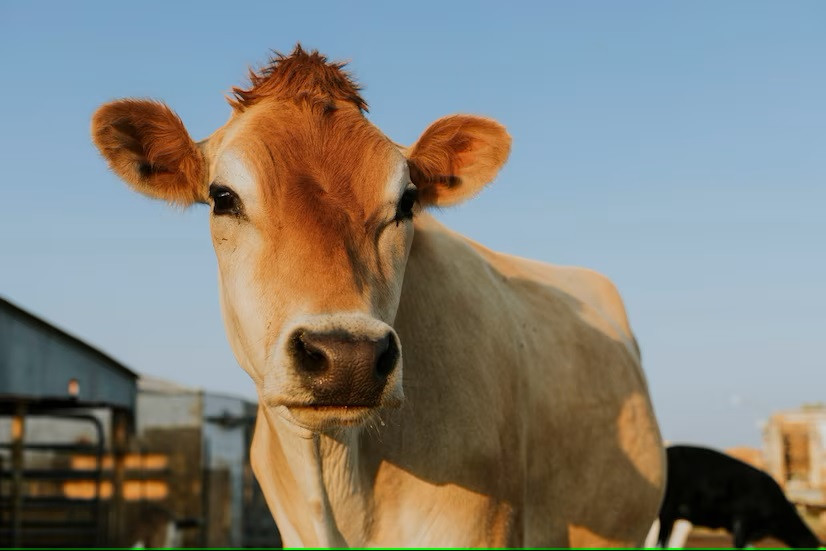 Seperti Inilah Gejala Penyakit Antraks